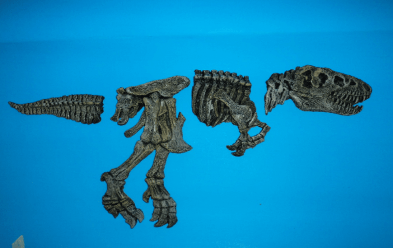 Resinas polo adorno pez esqueleto armable t. rex triceratops resina polo SKU 247